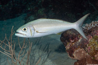 Aphareus furca (Smalltooth Jobfish)