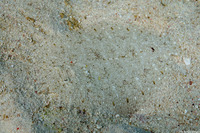Asterorhombus intermedius (Angler Flounder)