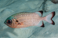 Myripristis adusta (Shadowfin Soldierfish)
