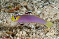 Nemateleotris helfrichi (Helfrich's Dartfish)