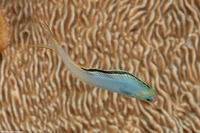 Plagiotremus laudandus (Bicolor Fangblenny)
