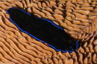 Pseudoceros sapphirinus (Sapphire Flatworm)