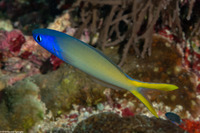 Hoplolatilus starcki (Bluehead Tilefish)