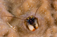 Paguritta kroppi (Kropp's Coral Hermit Crab)