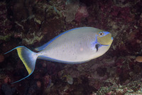 Naso vlamingii (Bignose Unicornfish)