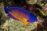 Centropyge bispinosa (Two-Spined Angelfish)