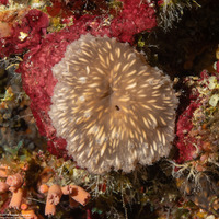 Sinularia brassica (Flat Leather Coral)