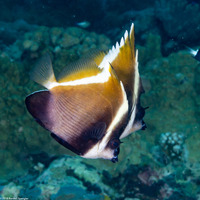 Heniochus varius (Humphead Bannerfish)