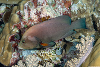 Aethaloperca rogaa (Redmouth Grouper)