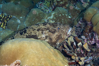 Epinephelus fuscoguttatus (Brown-Marbled Grouper)