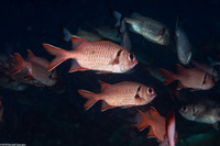 Myripristis berndti (Bigscale Soldierfish)