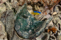 Pomacentrus simsiang (Blueback Damsel)