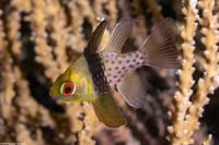 Sphaeramia nematoptera (Pajama Cardinalfish)
