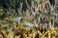 Neopomacentrus nemurus (Coral Demoiselle)