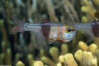 Taeniamia zosterophota (Girdled Cardinalfish)