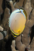 Chaetodon lunulatus (Redfin Butterflyfish)