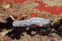 Synaptula sp.1 (Sponge Sea Cucumber)