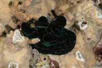 Coriocella nigra (Black Velvetinid)