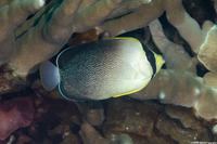 Chaetodontoplus poliourus (Graytail Angelfish)