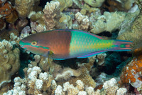 Scarus flavipectoralis (Yellowfin Parrotfish)