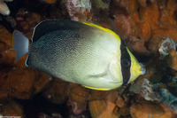 Chaetodontoplus poliourus (Graytail Angelfish)