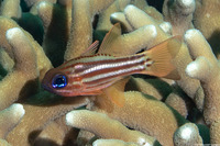 Ostorhinchus compressus (Splitband Cardinalfish)