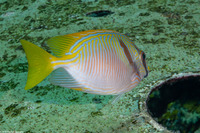 Siganus doliatus (Barred Rabbitfish)