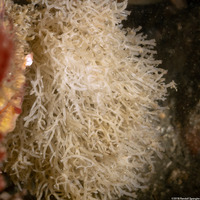 Leucosolenia eleanor (Tube Ball Sponge)