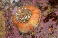 Placiphorella velata (Veiled Chiton)