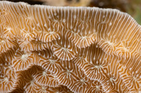 Agaricia agaricites (Lettuce Coral)