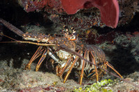 Panulirus argus (Caribbean Spiny Lobster)