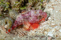 Scorpaena albifimbria (Coral Scorpionfish)