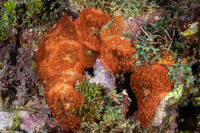 Rhodactis osculifera (Warty Corallimorph)