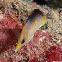 Prognathodes aculeatus (Longsnout Butterflyfish)