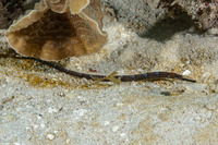 Cosmocampus albirostris (Shortfin Pipefish)