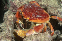 Carpilius corallinus (Batwing Coral Crab)