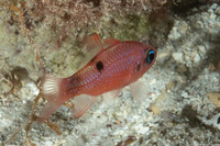 Apogon maculatus (Flamefish)
