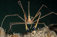 Stenorhynchus seticornis (Yellowline Arrow Crab)