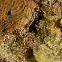 Ophiopsila riisei (Crevice Brittle Star)