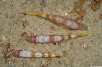 Mulloidichthys martinicus (Yellow Goatfish)