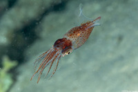 Abralia veranyi (Gianteye Squid)