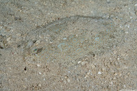 Bothus maculiferus (Maculated Flounder)