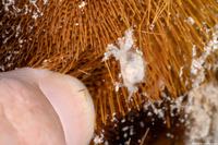 Dissodactylus primitivus (Heart Urchin Pea Crab)