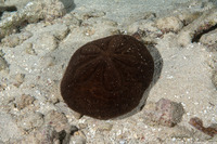 Clypeaster rosaceus (Inflated Sea Biscuit)