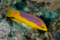 Bodianus rufus (Spanish Hogfish)