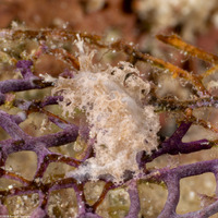 Tritoniopsis frydis (Tufted Tritoniopsis)
