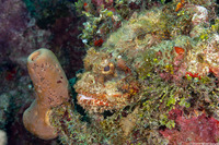 Scorpaena plumieri (Spotted Scorpionfish)
