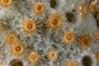 Parazoanthis catenularis (Brown Sponge Zoanthid)