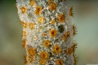 Parazoanthus catenularis (Brown Sponge Zoanthid)