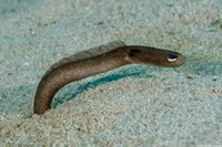 Heteroconger longissimus (Brown Garden Eel)